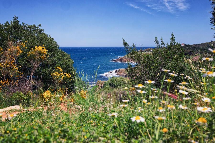 Residence Antinea Argeles-sur-Mer Bagian luar foto
