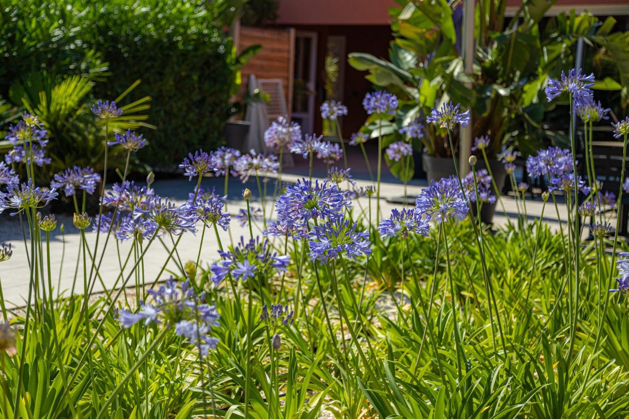 Residence Antinea Argeles-sur-Mer Bagian luar foto